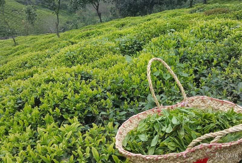 ثبت ملی نخستین باغ چای ایران در لاهیجان