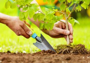 برگزازی پویش درختکاری در سایه پدر در گیلان