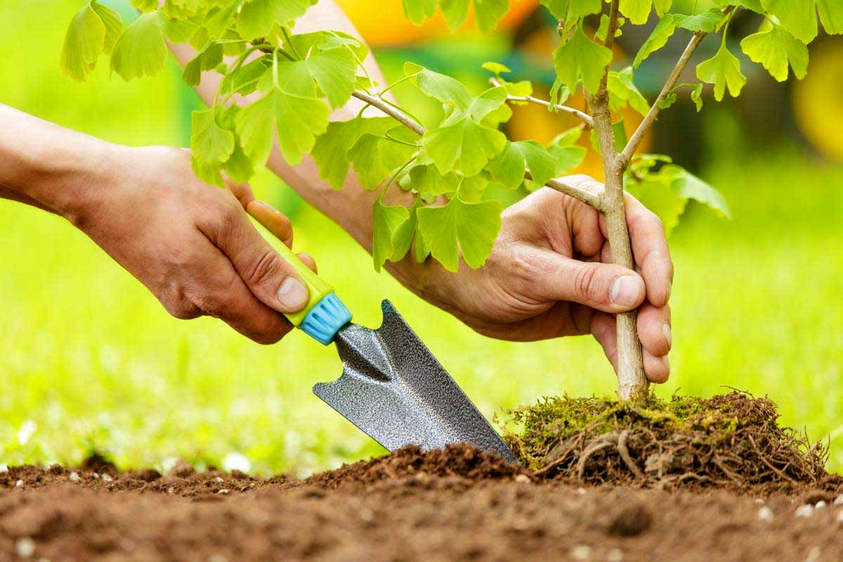 برگزازی پویش درختکاری در سایه پدر در گیلان