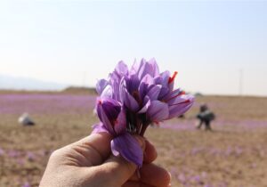 صندوق‌ های زعفران پربازده‌ترین ابزار مالی هفته
