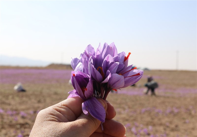 صندوق‌ های زعفران پربازده‌ترین ابزار مالی هفته