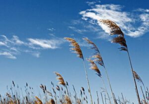 گرمای کم سابقه هوا در آخرین روزهای اسفند
