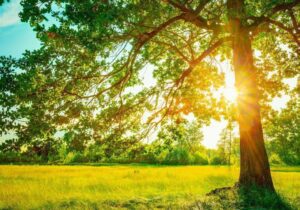 پایداری هوا و افزایش ۶ تا ۱۲ درجه‌ای دما در گیلان