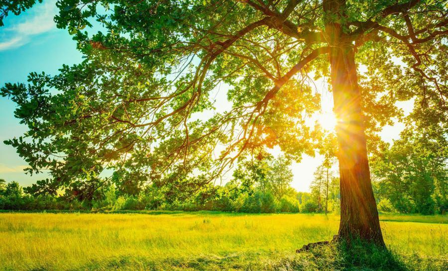 پایداری هوا و افزایش ۶ تا ۱۲ درجه‌ای دما در گیلان