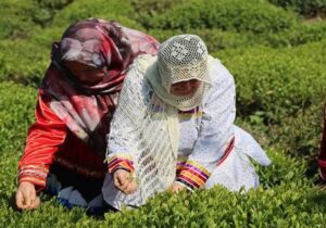 آغاز برداشت برگ سبز چای در گیلان