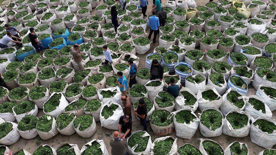 آغاز خرید تضمینی برگ‌های زمردین چای در گیلان