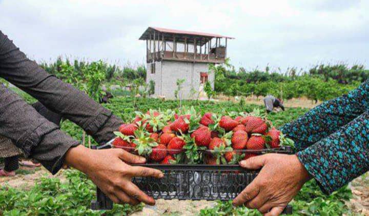 برداشت توت فرنگی از ۱۳۰ هکتار از باغ‌های گیلان