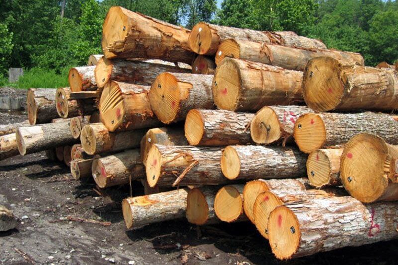 توقیف ۶ خودروی باری حامل چوب قاچاق در صومعه‌سرا