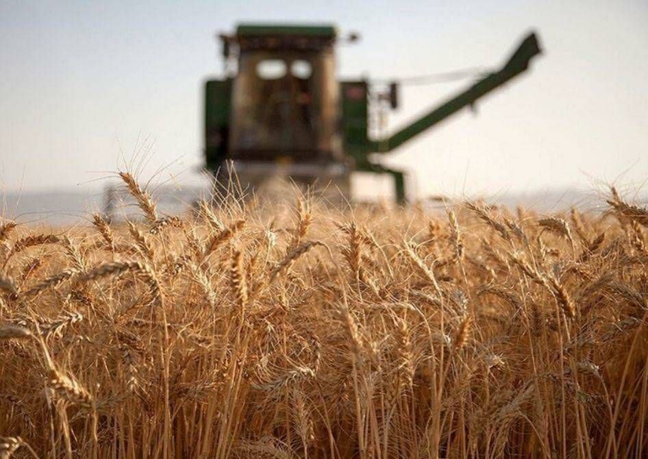 واریز ۲۰ هزار میلیارد تومان به حساب گندم‌ کاران