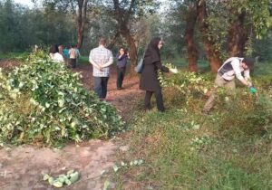 برنامه میدانی مدیریت جهاد کشاورزی لاهیجان برای مقابله با گیاه مهاجم آروجیا با همکاری گروههای محیط زیستی برگزار شد 