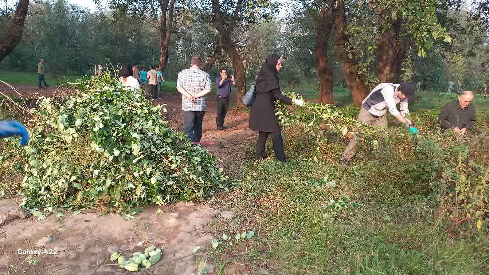 برنامه میدانی مدیریت جهاد کشاورزی لاهیجان برای مقابله با گیاه مهاجم آروجیا با همکاری گروههای محیط زیستی برگزار شد 