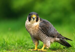 شکارچی پرنده بحری در آستارا نقره داغ شد