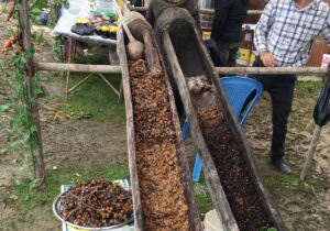 نگاهی به سنت ” اربا ” دوشاب گیلان