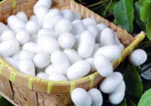 تولید ۴۰۶ تن پیله‌ تر ابریشم امسال در گیلان 