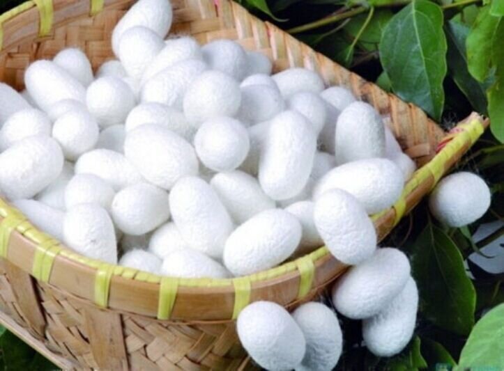 تولید ۴۰۶ تن پیله‌ تر ابریشم امسال در گیلان 