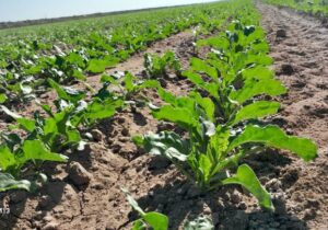 خسارت ۱۱ همتی سیل آذرماه به بخش کشاورزی