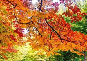 پایداری هوای گیلان طی دو روز آینده