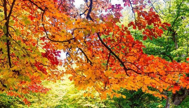 پایداری هوای گیلان طی دو روز آینده