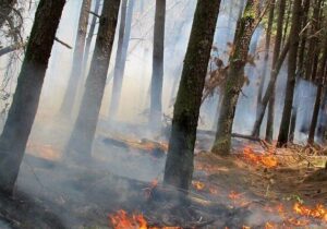 حریق ۱/۵ هکتاری در جنگل های چماچا مهار شد