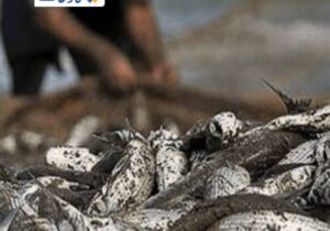 صید ۷۰۳ تن ماهی استخوانی از دریای خزر توسط صیادان گیلانی