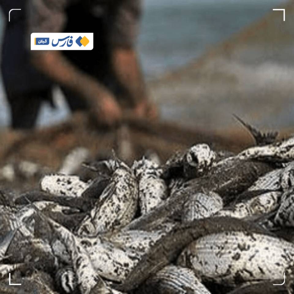 صید ۷۰۳ تن ماهی استخوانی از دریای خزر توسط صیادان گیلانی