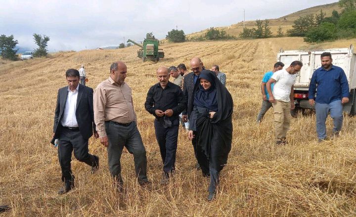 دیلمان ۳۰ درصد گندم تولیدی استان گیلان را تامین می‌کند