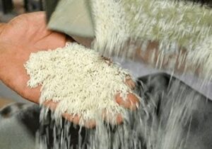 ابلاغ تعرفه جدید شالیکوبی همزمان با آغاز فصل برداشت برنج